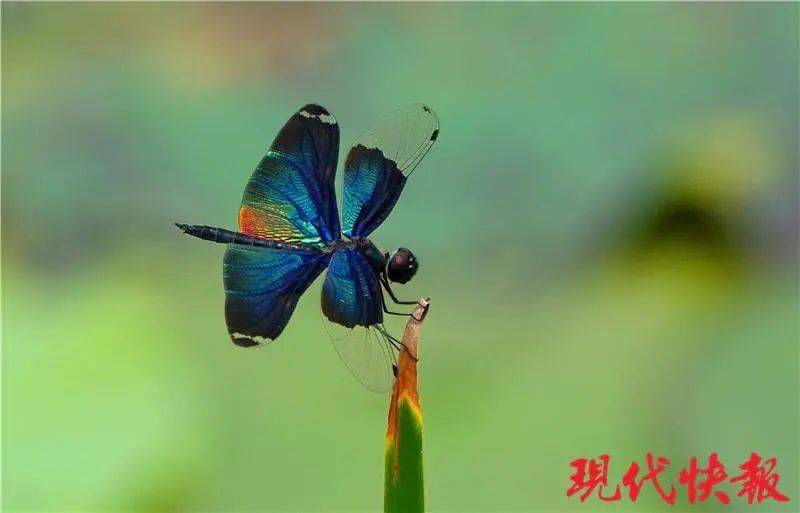 这只"蝴蝶"竟然是蜻蜓?