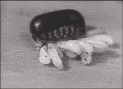 动物 猪 250_182 gif 动态图 动图