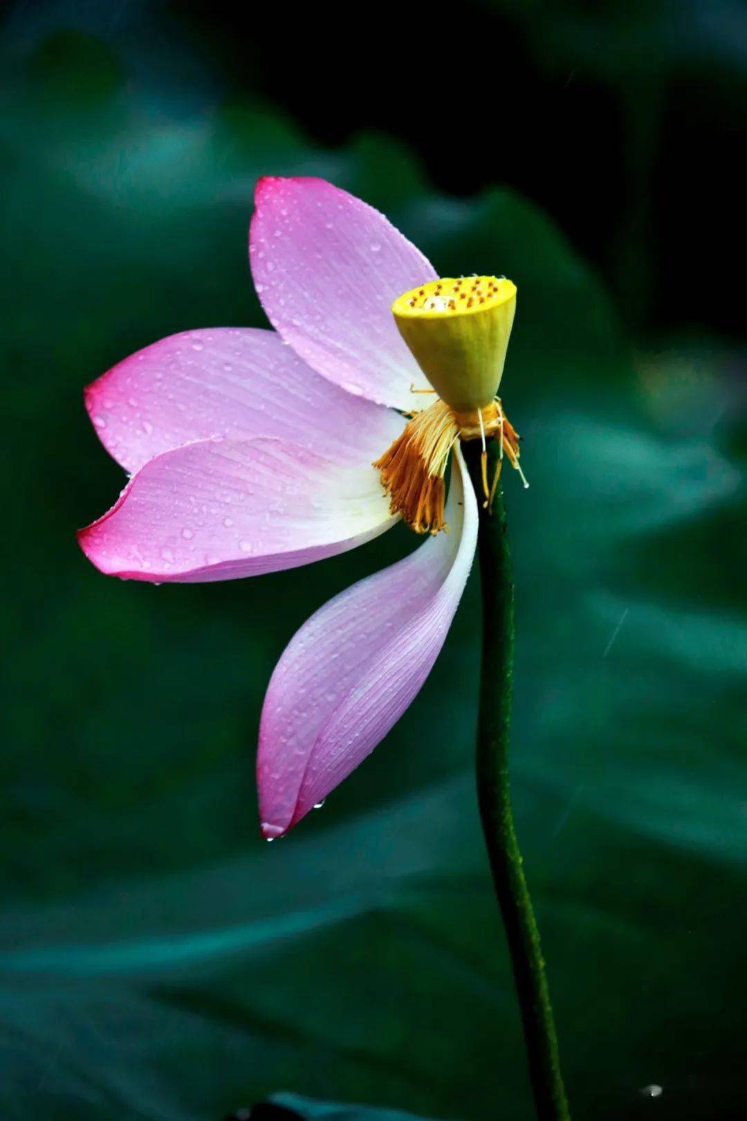 雨露清荷,花娇羞