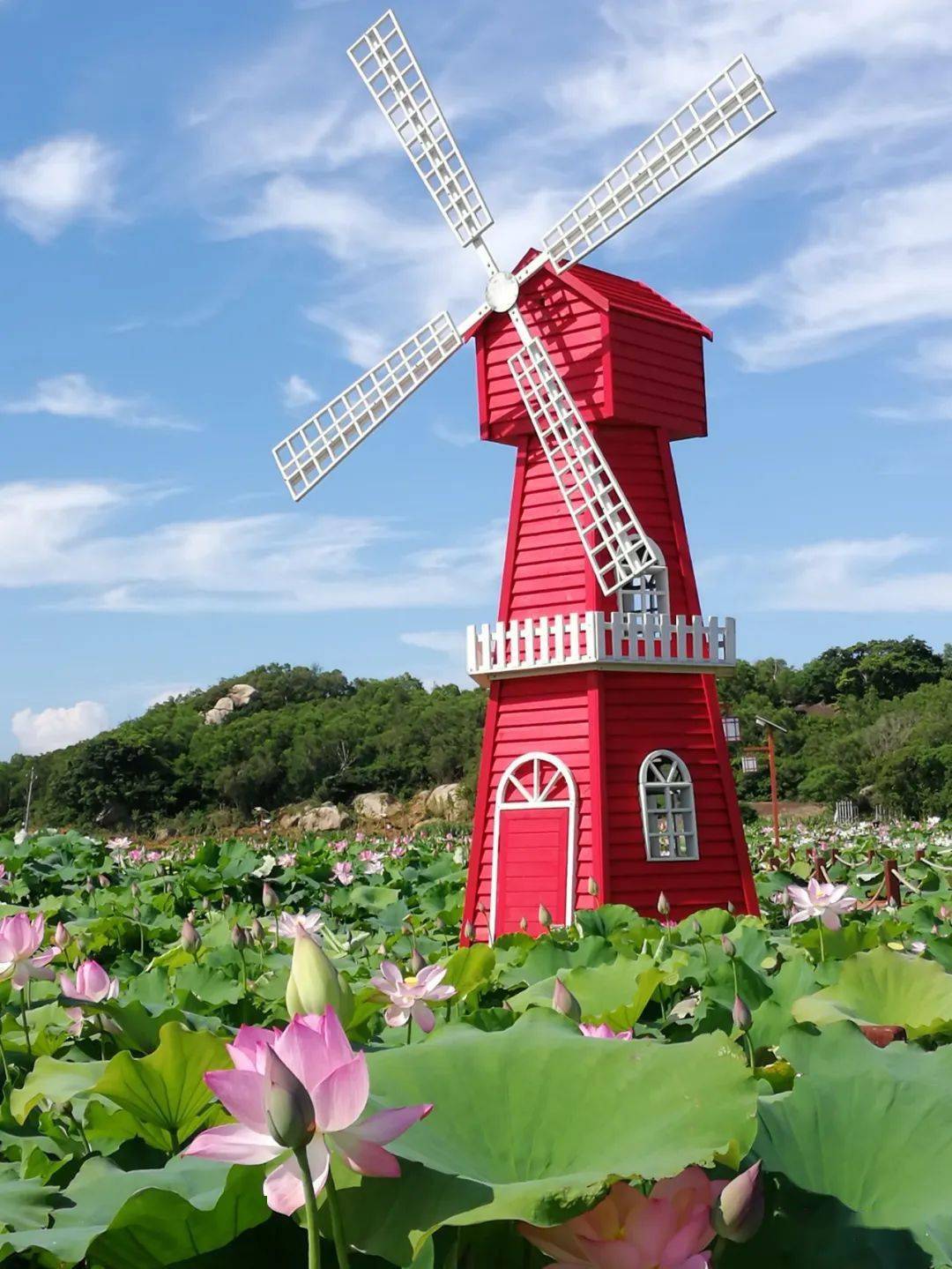 惠来这个村荷花盛开一路美景你知道那个村吗