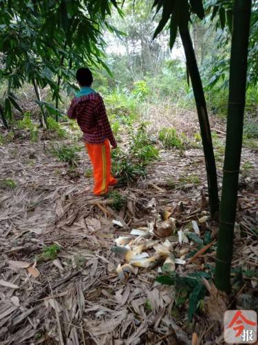 景区|游客偷挖竹笋罚款万元？柳州村民定下“天价罚金”