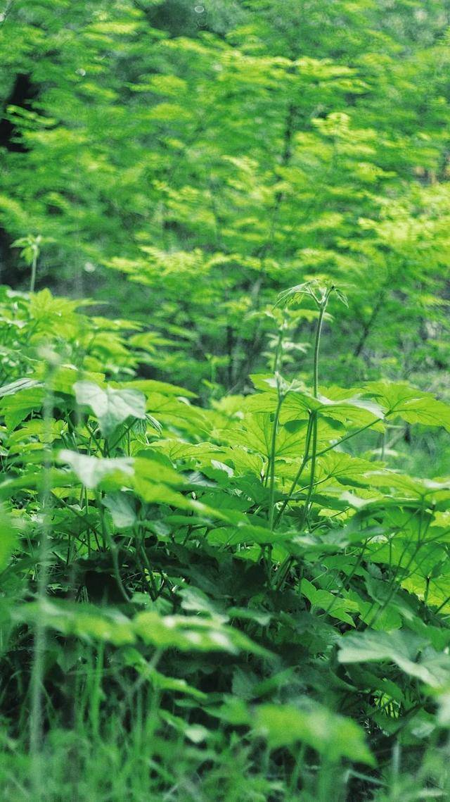 临夏这组"最夏天"的壁纸,全部都要用一遍!_屏保