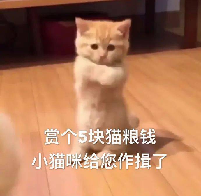 喵喵表情包第七期丨"我只想安静的做一个堕落的富婆"
