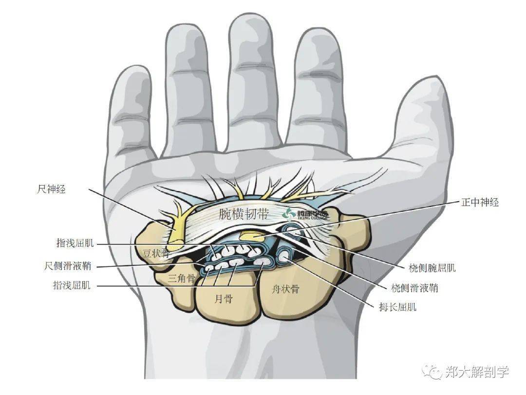 注意正中神经和尺神经相对于腕横韧带的位置.