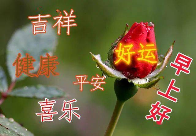 7月最新特漂亮的早上好动态表情图片鲜花带字 早上好暖心问候语短信