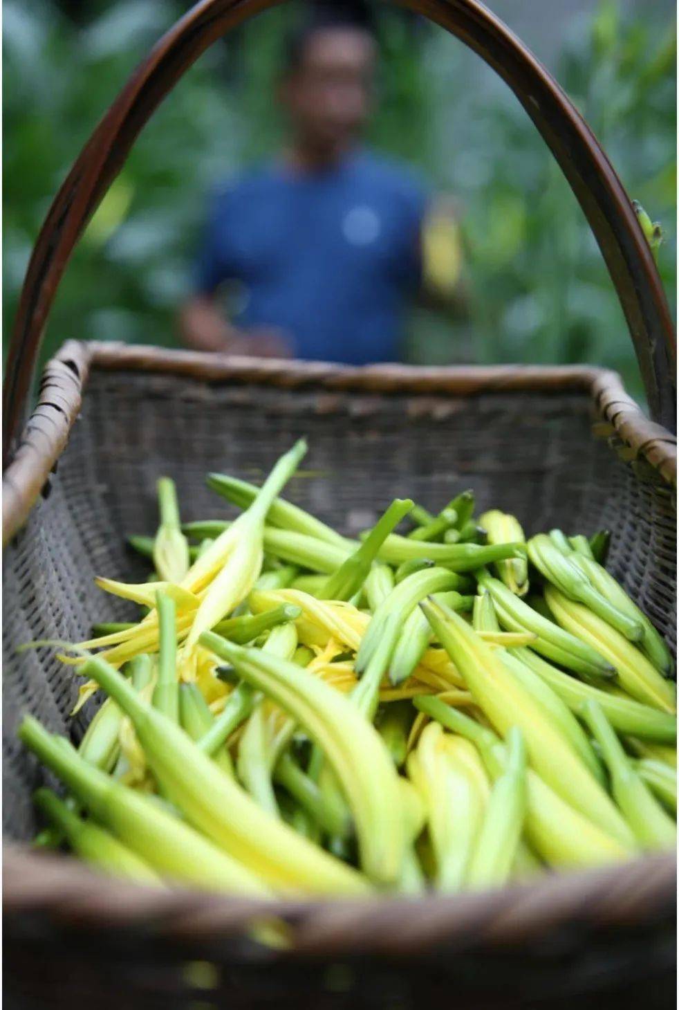 黄花菜又名金针菜,色泽金黄,营养价值高,市场前景广阔 颜义众 摄