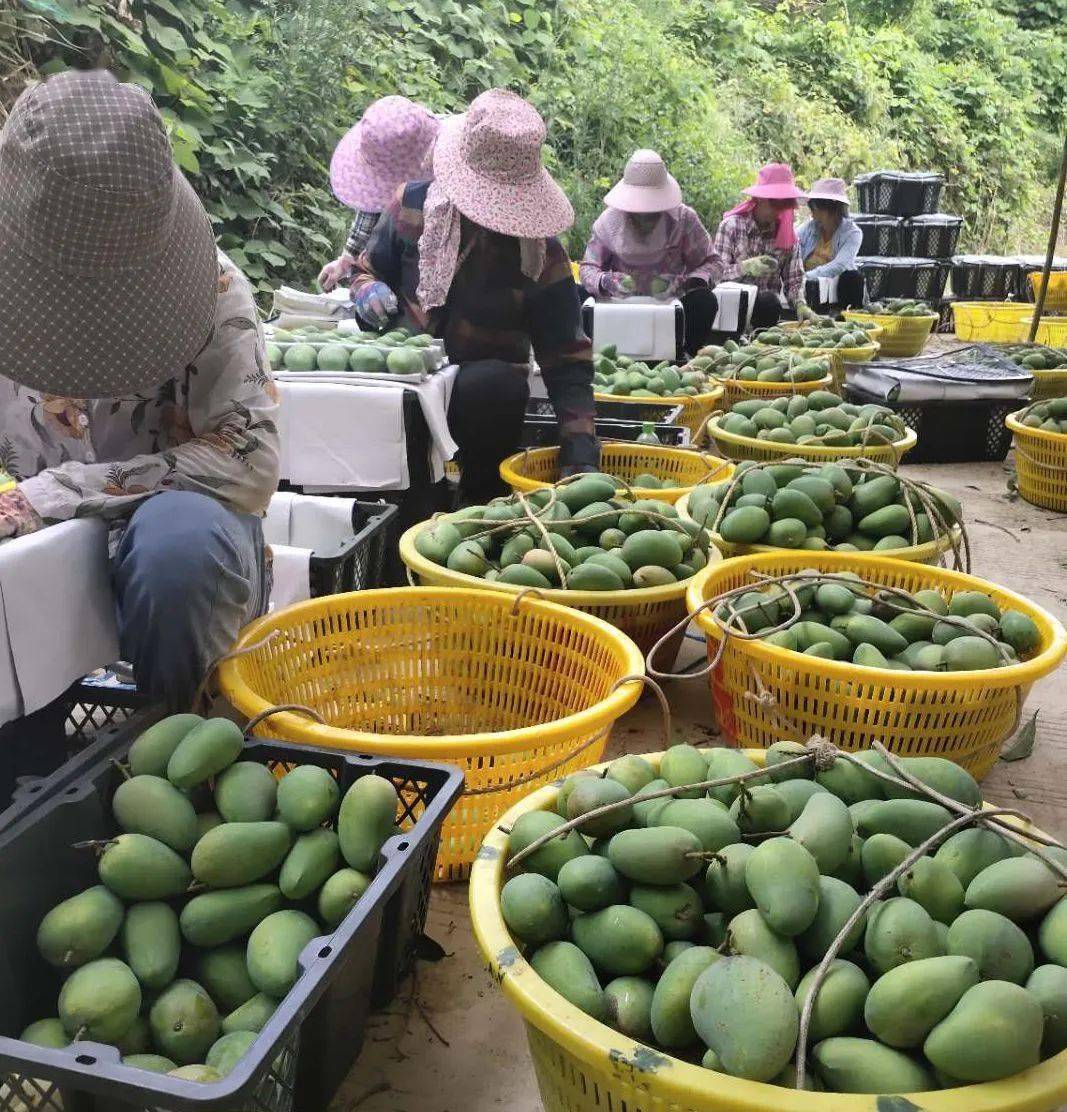 "芒果之乡"百色今年芒果减产20%,价格不升反降,跌了一半