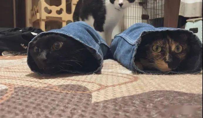 这里有只新品种,牛仔猫,你见过没,还两只