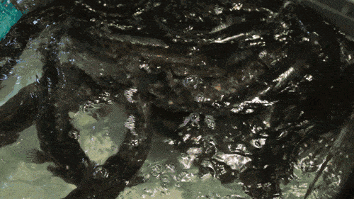 考好吃好纸包鱼暑期福利78元抢购门市价200元的34人