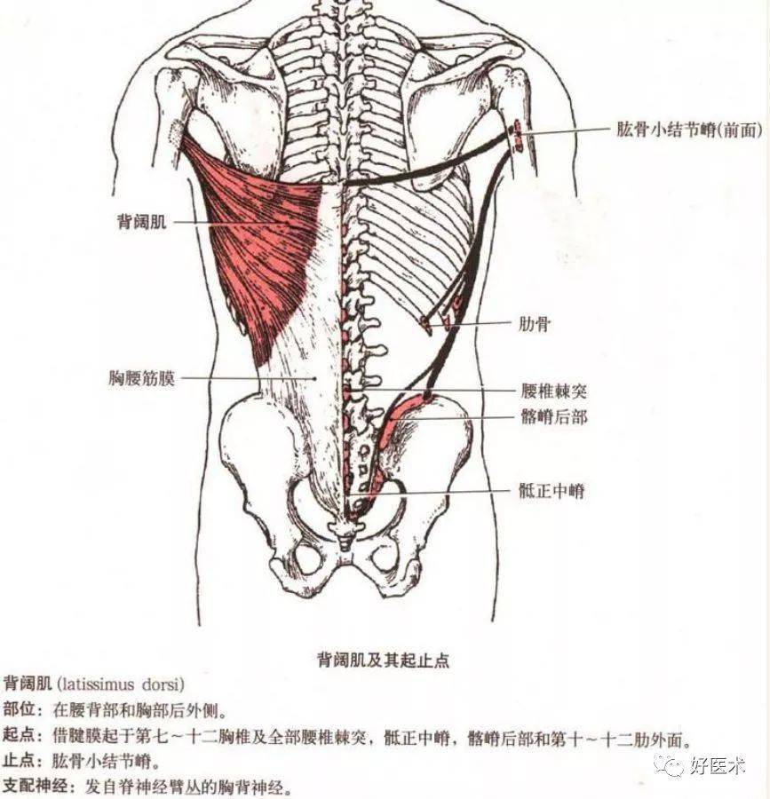 呈梭形,起端有两个头,长头以长腱起自肩胛骨盂上结节,通过肩关节囊,经