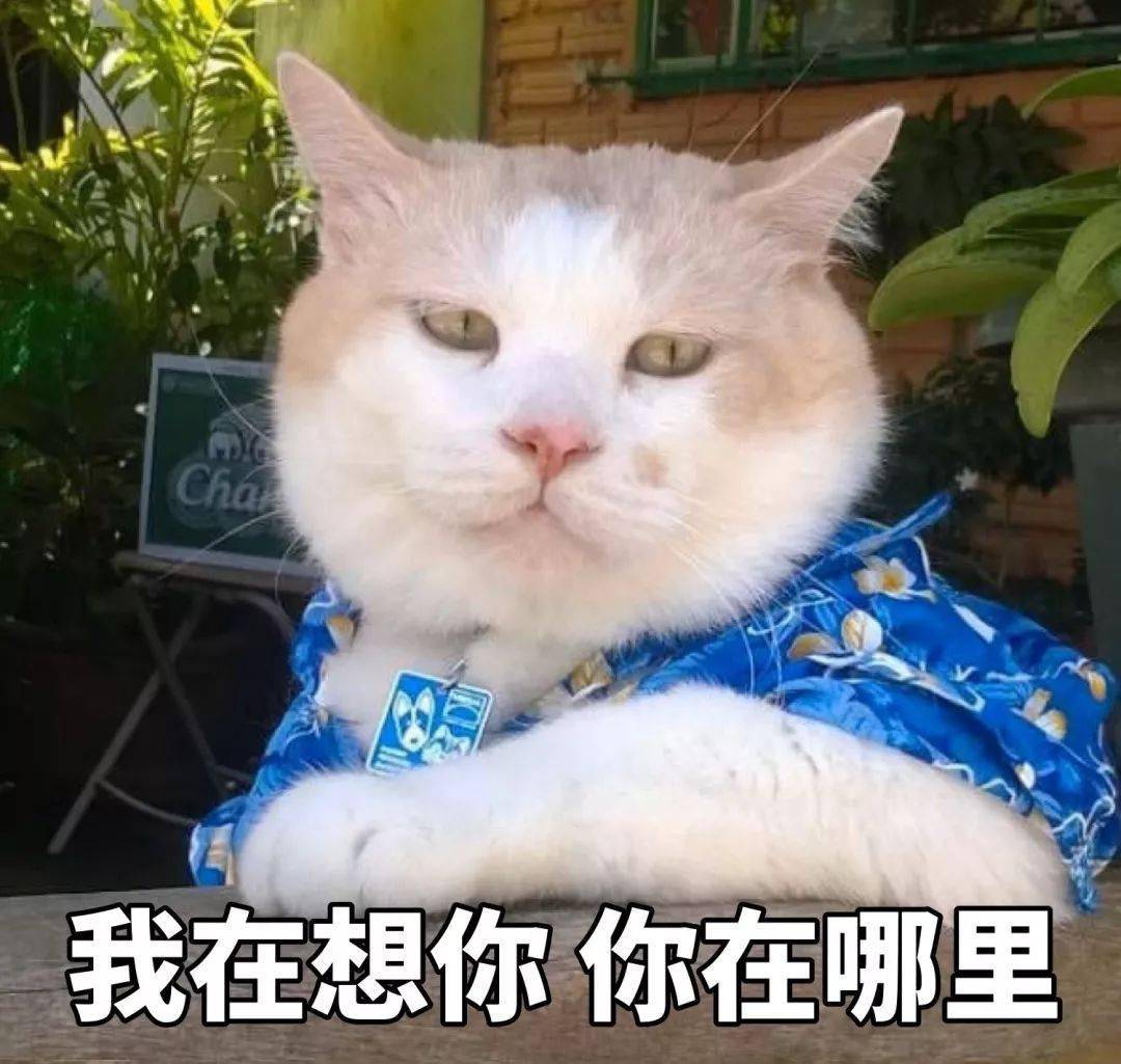 猫猫表情包第十期丨"爱情这杯酒,谁喝都得醉"