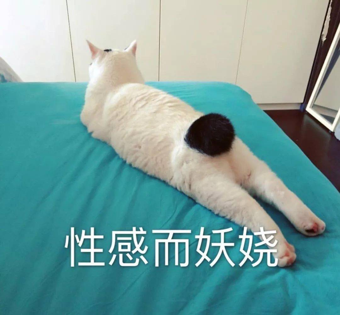 猫猫表情包第十期丨"爱情这杯酒,谁喝都得醉"