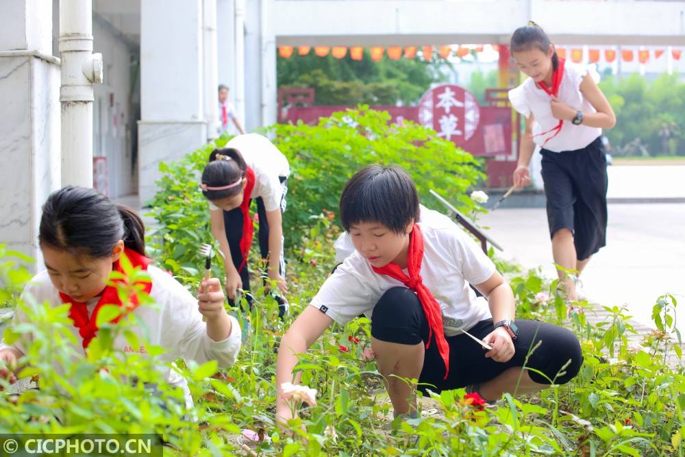 如皋|江苏如皋：中草药“种”进小学校园