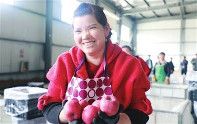 苹果|“抱团发展”，苹果越种越甜（图）