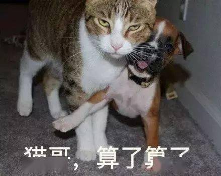 猫猫表情包第十期丨"爱情这杯酒,谁喝都得醉"