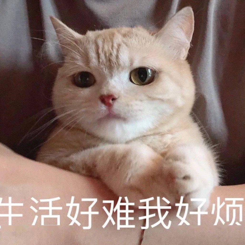 网红猫咪橘猫沙梨表情包第十弹