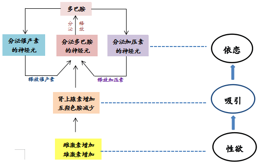 专家原创科普(34|爱情基因的"开关 催产素