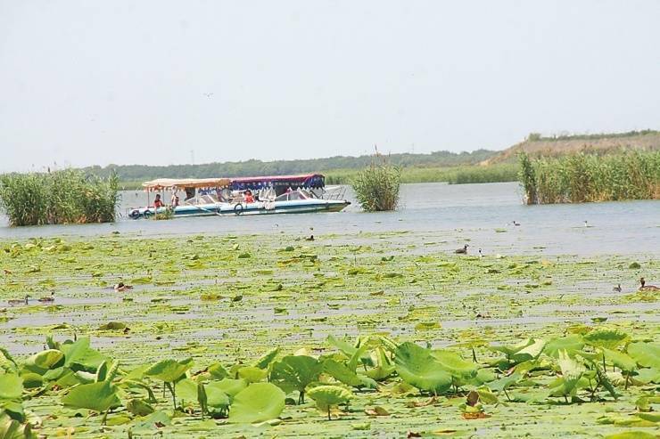 衡水湖湿地公园吸引众多游客乘船观鸟观荷