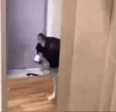 主人回家正好撞见二哈在啃拖鞋,结果……被这货的反应