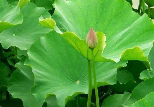 眼罩|明亮双眸!新一代冰感眼罩,冰热双温SPA,赶走黑眼圈、红血丝!