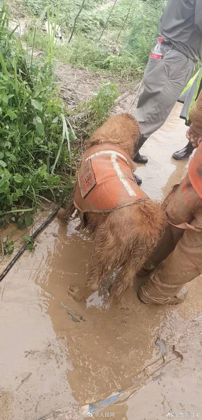 袁山村|好想抱抱它!为什么说搜救犬也是战士