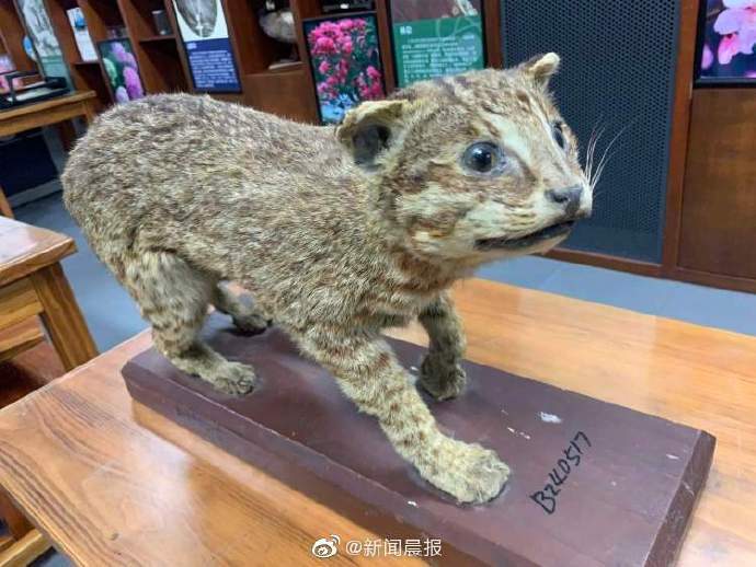 特级|标本师上门“整容手术”即刻安排！102岁特级老师再也不用为60岁的TA们操心了……