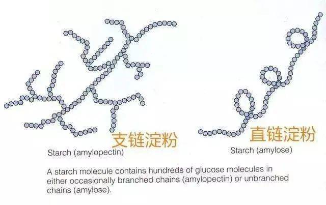 支链淀粉,是很容易溶解在水里,并且很快被人体吸收的;直链淀粉,是消化