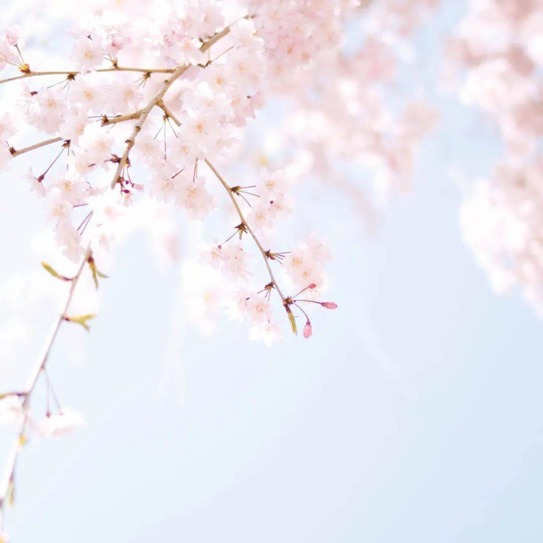 主义|种草 | 13样极简主义好物推荐 | 抗老抗衰