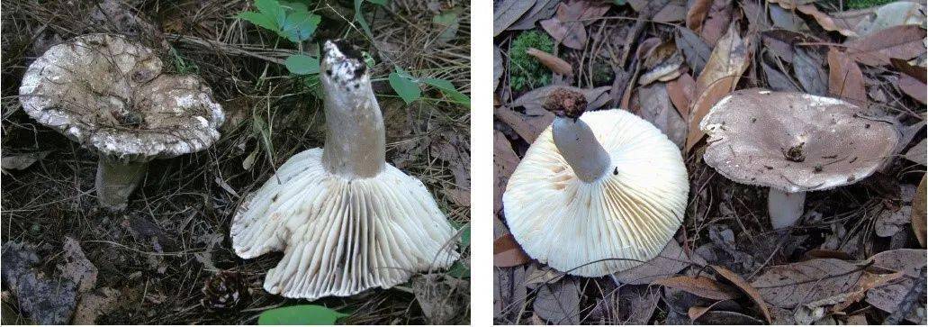 毒蘑菇怎么吃最安全