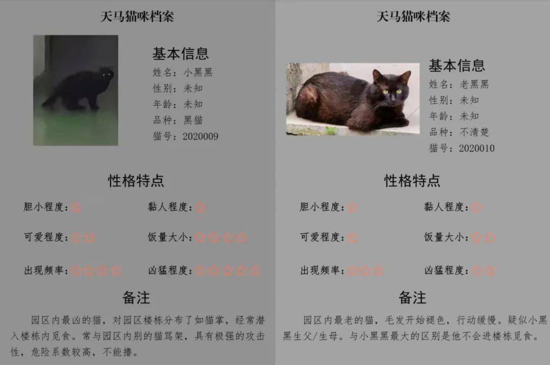 可爱!湖大一老师给流浪猫建档案