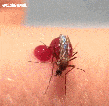 【二篇】:①贪吃的蚊子把自己胀爆了②一不小心就会肿