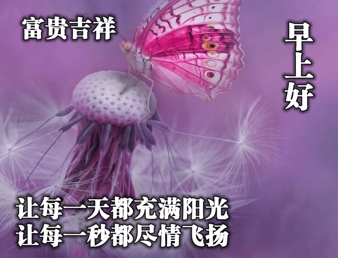 微信适合群发给朋友的温馨早安问候语 非常漂亮的美女