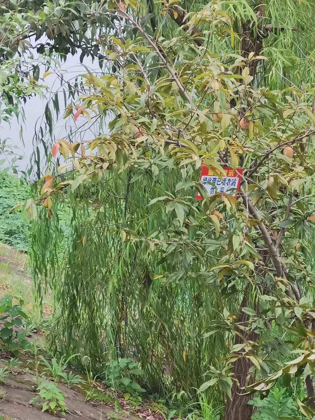 景观|太危险！一男子在县城沿江风光带摘景观桃子