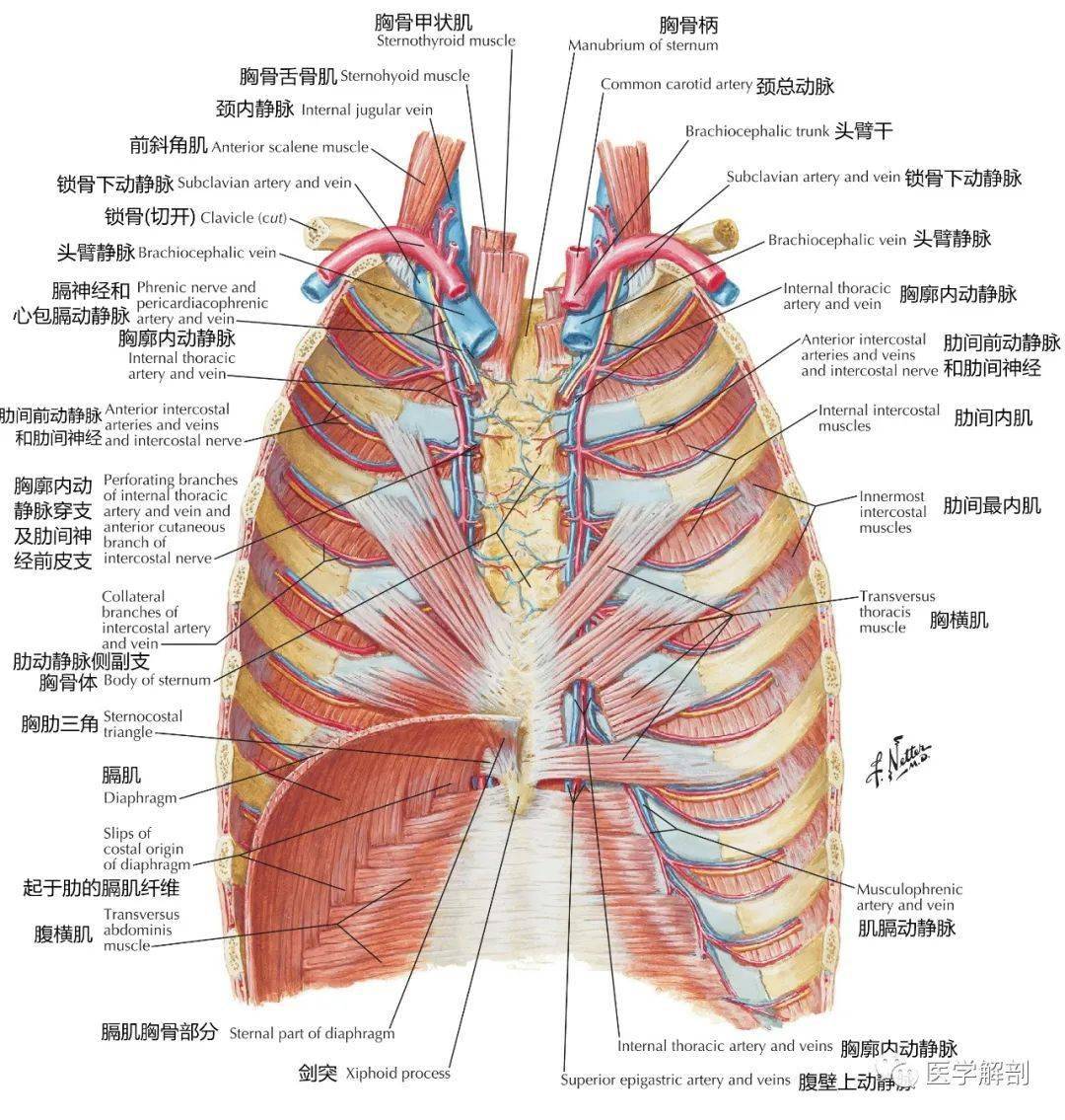 高清解剖图谱胸壁解剖