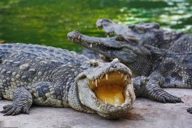 淡水河流当中的史前巨兽——鳄鱼,被它咬住基本宣告生命的终结