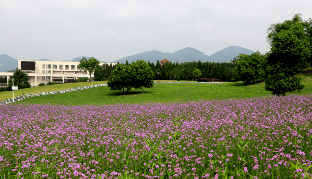 重庆师范大学专排名_录取成绩|重庆师范大学公布2020年录取分数