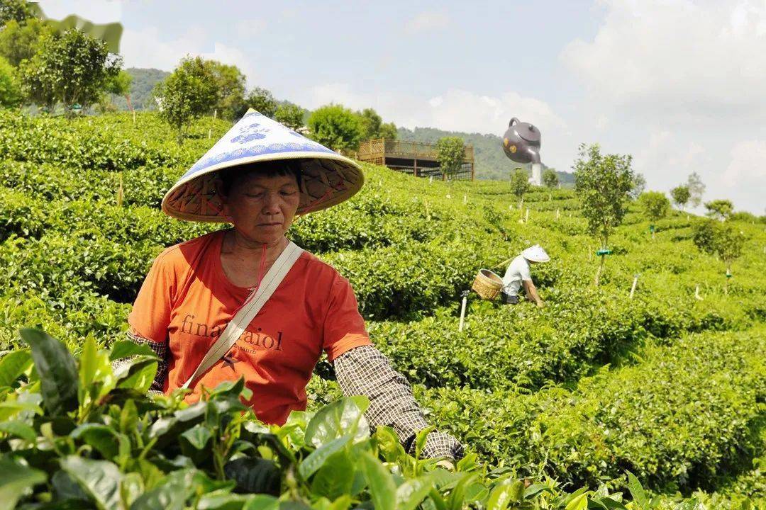 走向我们的小康生活 采茶能手"金姐"的小确幸_茶叶