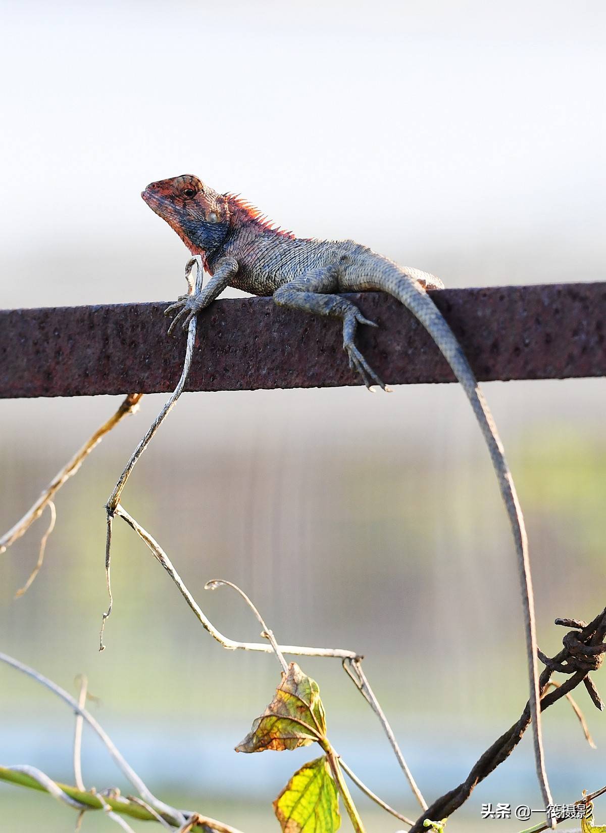 名:calotes versicolor)为鬣蜥科树蜥属的爬行动物,别称马鬃蛇,雷公蛇