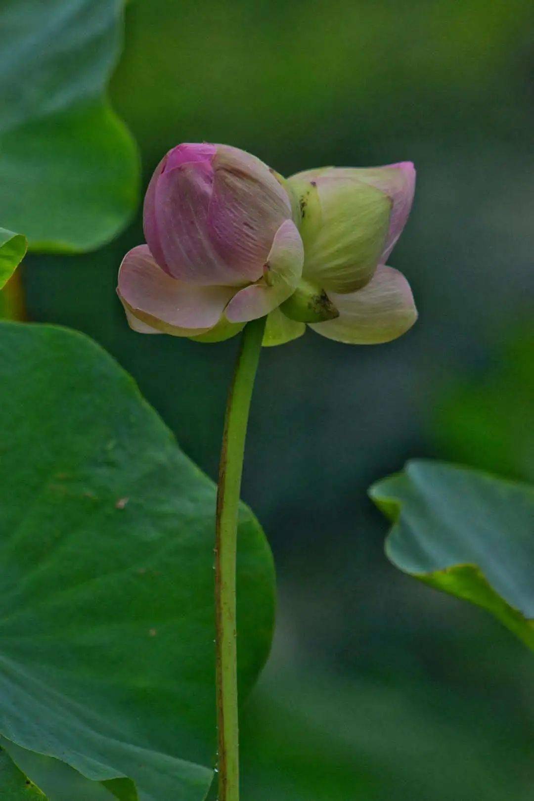 并蒂莲花开,好运自然来!