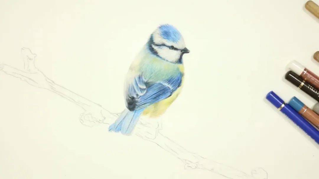 视频可爱的小鸟彩铅画