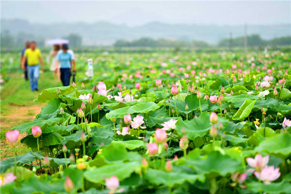 湘潭县排头乡:五个特色农业种植千亩示范片 勾勒乡村振兴美丽图景