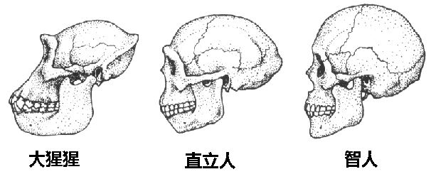 所谓"食物粗糙的猎人",是指晚期智人,也就是图3.