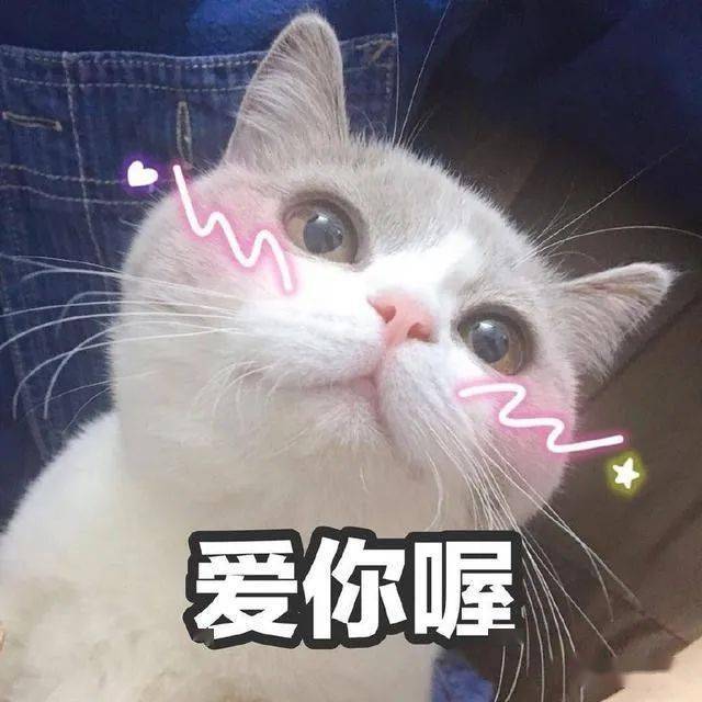 来一波萌猫表情包!被这么可爱的二次元眼神表白,你还忍得住吗