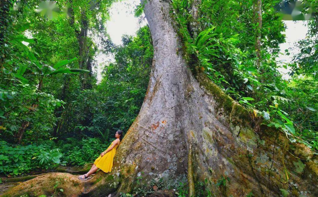 【版纳旅游】西双版纳自然教育之深度雨林探索6天5晚研学营