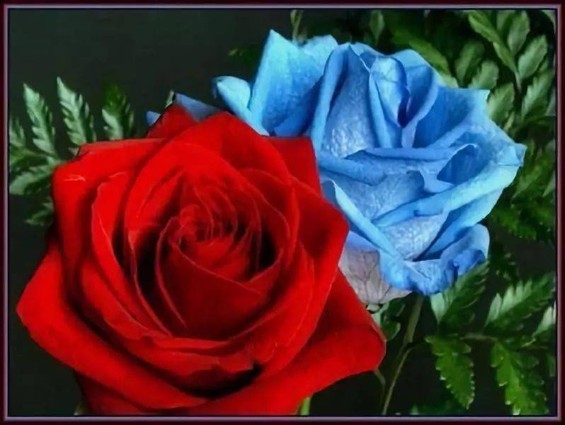 最好的情人与知己感动多少人