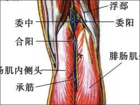 武国忠为什么腰背疾病可用委中穴治疗