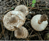 该菌与老百姓俗称的草鸡枞,茅草菌,芝麻菌,伞把菇等蘑菇外观非常相似