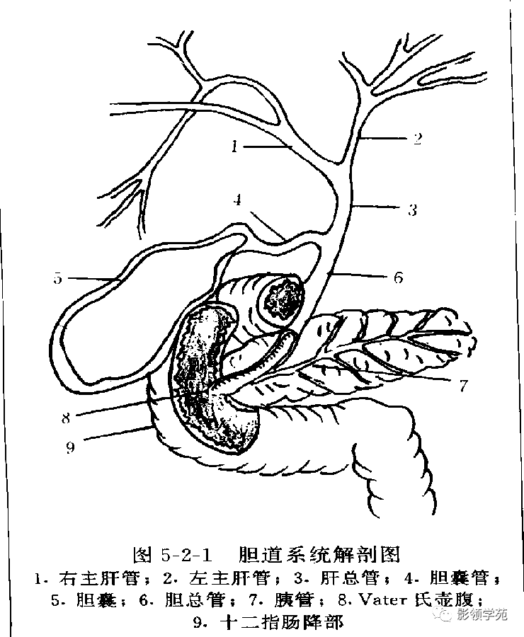 肝总管与胆总管:肝总管于肝门处,门脉主干前外侧,直径约3-5mm.