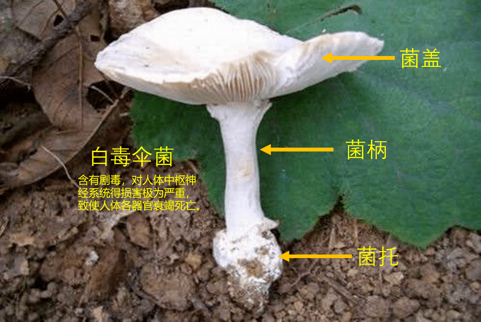 你还在用这些方法识别毒蘑菇吗?