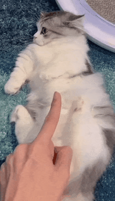 小猫咪向铲屎官发出了怒吼:球球你做个人吧!